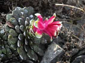 Saxifraga federici-augusti